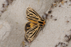Apantesis virguncula
