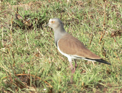 Vanellus melanopterus