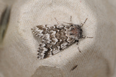 Panthea acronyctoides