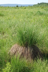 Carex nigra juncea
