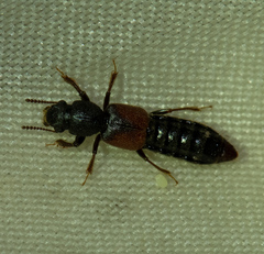Bledius