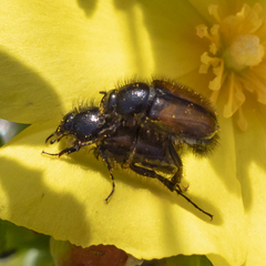 Chasmatopterus villosulus
