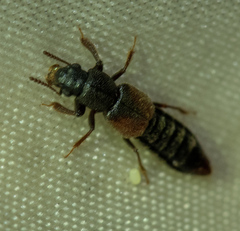 Bledius