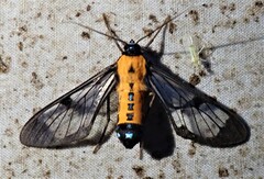 Sarosa notata