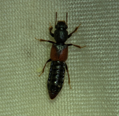 Bledius