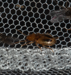 Stenolophini