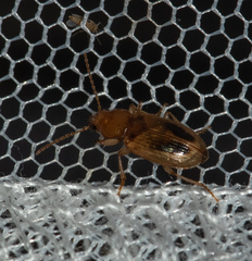 Stenolophini
