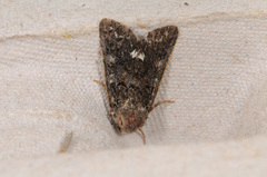 Melanchra assimilis