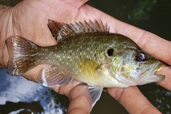 Lepomis gulosus