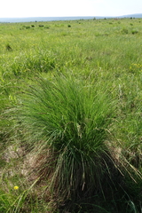 Carex nigra juncea