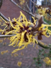 Hamamelis