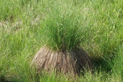 Carex nigra juncea