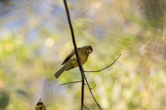 Empidonax occidentalis