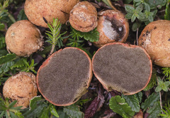 Rhizopogon rocabrunae