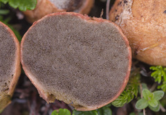 Rhizopogon rocabrunae