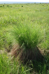 Carex nigra juncea