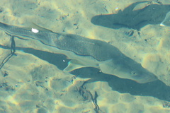 Centropomus undecimalis