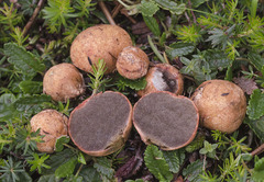 Rhizopogon rocabrunae