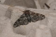 Biston betularia