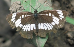 Neptis rivularis