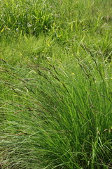 Carex nigra juncea