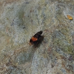 Cydnus aterrimus