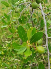 Diospyros