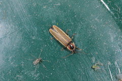 Photinus obscurellus