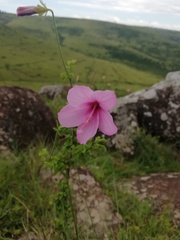 Hibiscus pedunculatus