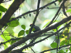 Chiroxiphia caudata
