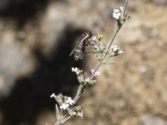 Exhyalanthrax simonae