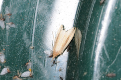 Donacaula melinellus