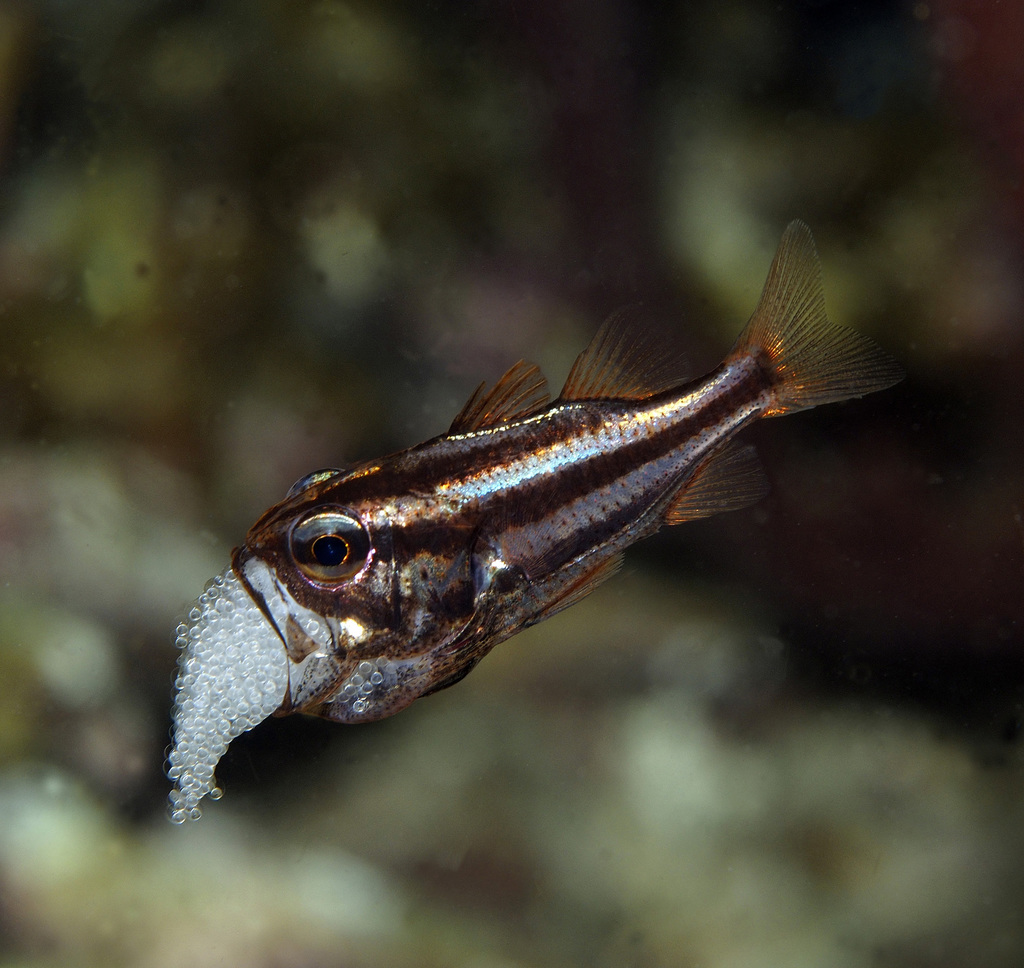 Luminous cardinalfish (Siphamia tubifer) — Apogonidae