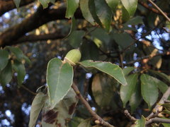Quercus glauca