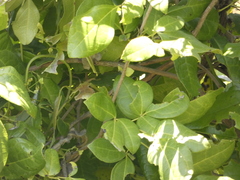 Lardizabala biternata