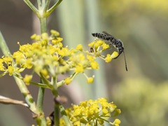 Poecilotiphia gracilis