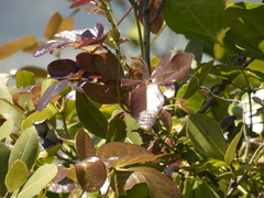 Lardizabala biternata