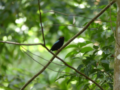 Chiroxiphia pareola pareola
