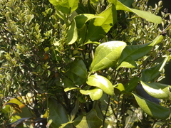 Lardizabala biternata