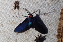 Ctenucha venosa