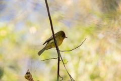 Empidonax occidentalis