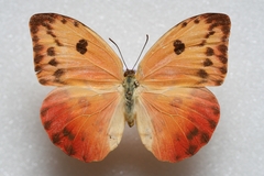 Phoebis thalestris