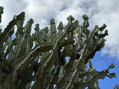 Euphorbia candelabrum