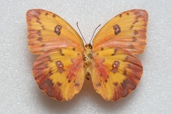 Phoebis thalestris