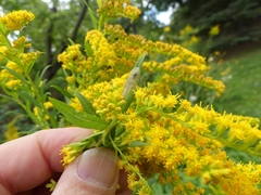 Calycomyza solidaginis