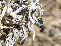 Megachile canariensis