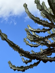 Euphorbia candelabrum