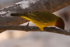 Setophaga petechia bryanti