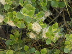 Baccharis rhomboidalis