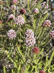 Stoebe capitata